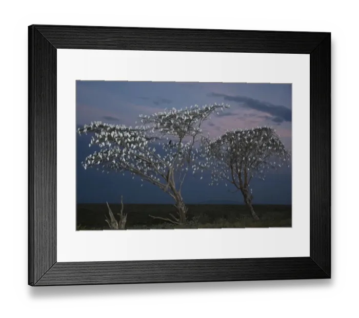 Framed Print : Flock of Cattle Egrets (Bubulcus ibis) in roosting trees at dusk, Imba Ndutu, Serengeti NP Framed Print : Flock of Cattle Egrets (Bubulcus ibis) in roosting trees at dusk, Imba Ndutu, Serengeti NP