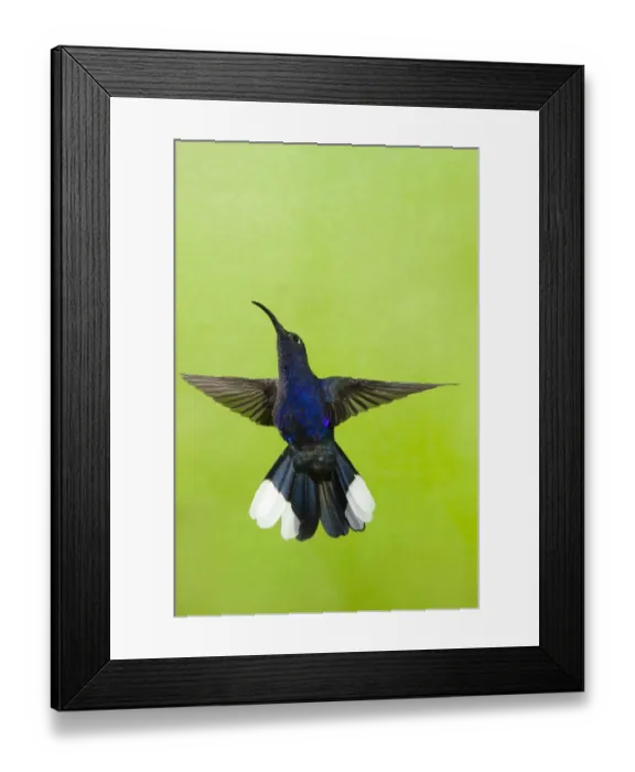 Framed Print : Violet Sabrewing Hummingbird (Campylopterus hemileucurus) male hovering at feeder Framed Print : Violet Sabrewing Hummingbird (Campylopterus hemileucurus) male hovering at feeder