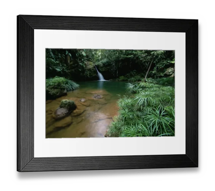 Framed Print : A waterfall in the lowland rainforest of Borneo, with pool surrounded by ferns and other plants Framed Print : A waterfall in the lowland rainforest of Borneo, with pool surrounded by ferns and other plants