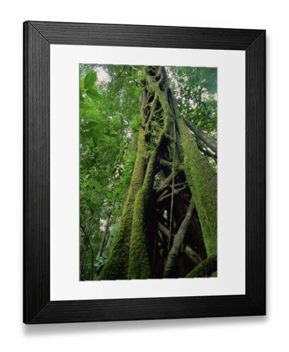 Framed Print : Strangler Fig (Ficus sp. ) that has killed its host tree long ago. The host has rotted away Framed Print : Strangler Fig (Ficus sp. ) that has killed its host tree long ago. The host has rotted away