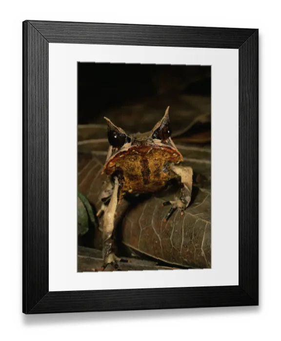 Framed Print : Head portrait of Bornean Horned Frog (Megophrys nasuta) among the leaf litter in Framed Print : Head portrait of Bornean Horned Frog (Megophrys nasuta) among the leaf litter in