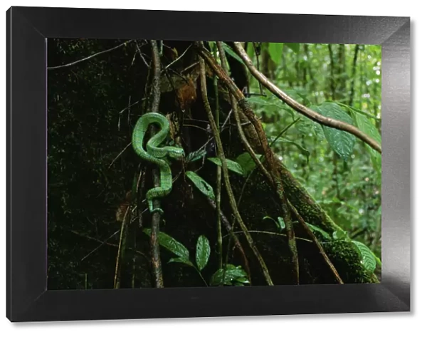 Waglers  /  Temple pit viper (Tropidolaemus wagleri) in lowland rainforest, Gunung
