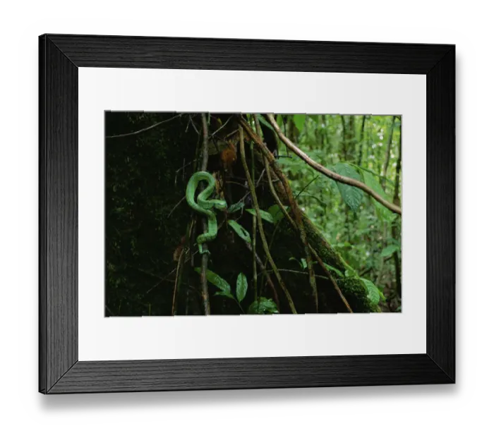 Framed Print : Waglers / Temple pit viper (Tropidolaemus wagleri) in lowland rainforest, Gunung Framed Print : Waglers / Temple pit viper (Tropidolaemus wagleri) in lowland rainforest, Gunung