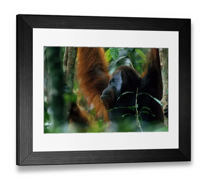 Framed Print : Adult male Bornean orangutan (Pongo pygmaeus) in rainforest canopy, Gunung Palung National Park Framed Print : Adult male Bornean orangutan (Pongo pygmaeus) in rainforest canopy, Gunung Palung National Park