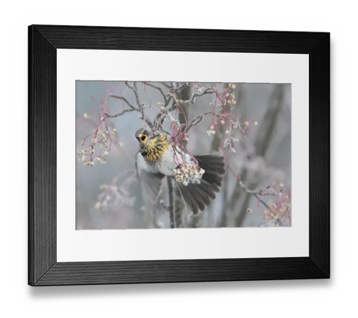 Framed Print : Fieldfare (Turdus pilaris) feeding on Rowan berries (Sorbus hupehensis) in winter Framed Print : Fieldfare (Turdus pilaris) feeding on Rowan berries (Sorbus hupehensis) in winter