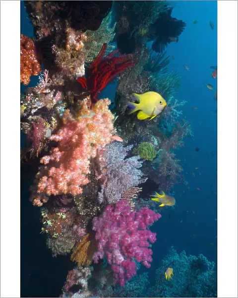 Golden damselfish (Amblyglyphidodon aureus) swimming past coral reef wall with colourful
