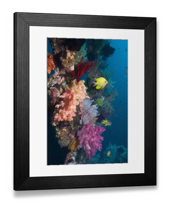 Framed Print : Golden damselfish (Amblyglyphidodon aureus) swimming past coral reef wall with colourful Framed Print : Golden damselfish (Amblyglyphidodon aureus) swimming past coral reef wall with colourful