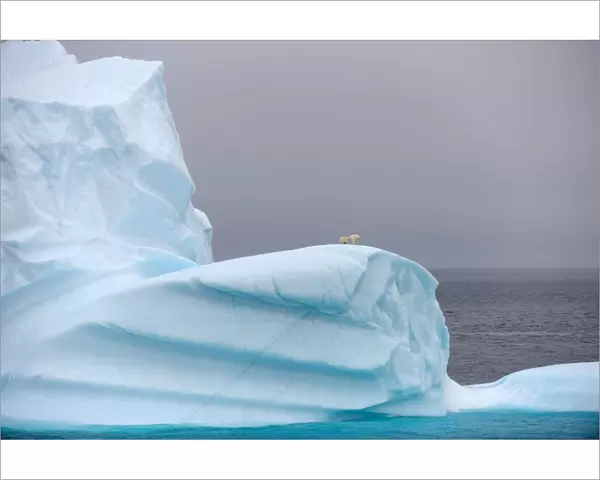Polar bear (Ursus maritimus) female and her two cubs on large iceberg off Baffin Island