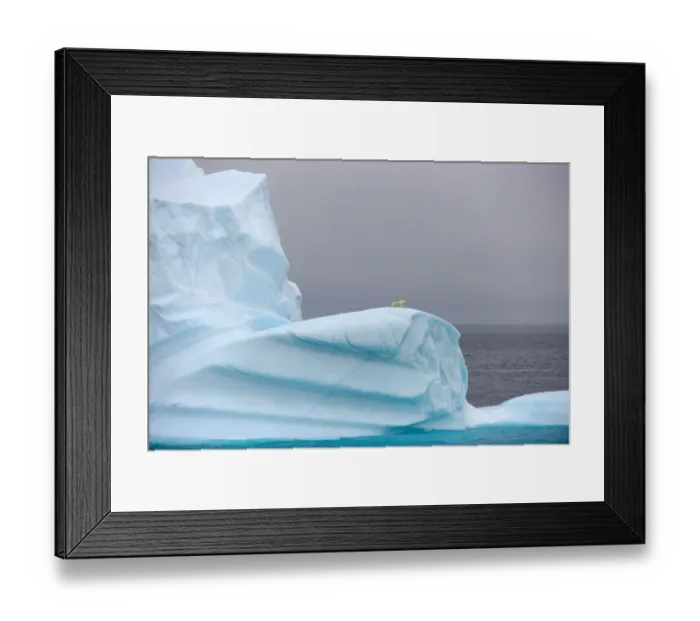 Framed Print : Polar bear (Ursus maritimus) female and her two cubs on large iceberg off Baffin Island Framed Print : Polar bear (Ursus maritimus) female and her two cubs on large iceberg off Baffin Island
