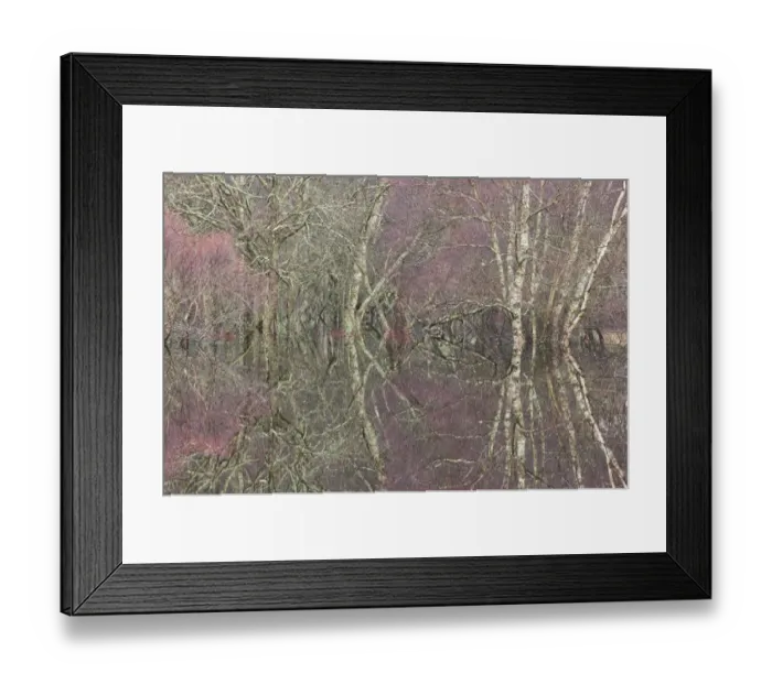 Framed Print : Flooded birch and alder woodland in autumn, Cairngorms National Park, Scotland, UK Framed Print : Flooded birch and alder woodland in autumn, Cairngorms National Park, Scotland, UK