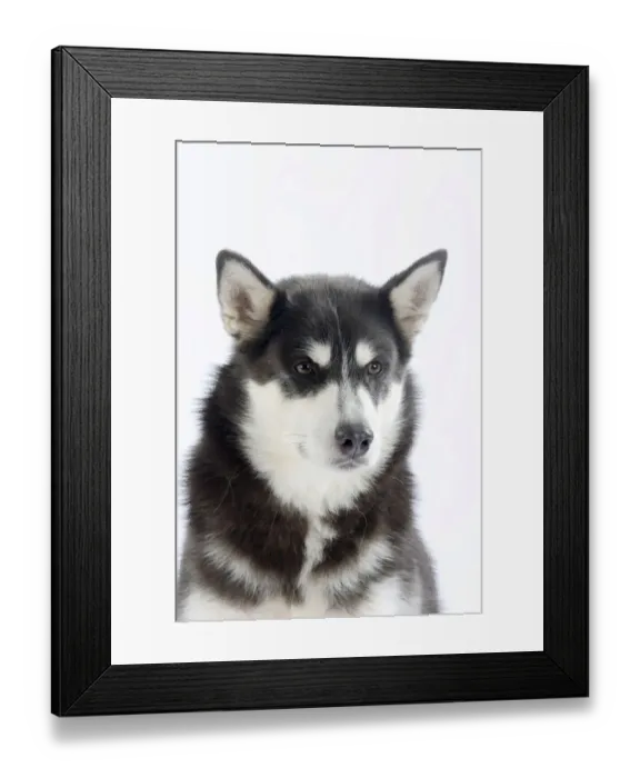 Framed Print : Alaskan Malamute portrait of blue coated adult Framed Print : Alaskan Malamute portrait of blue coated adult