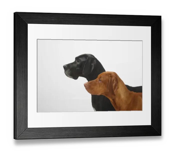 Framed Print : Great Dane, black coated bitch, and Magyar Vizsla / Hungarian Pointer, tan coated male Framed Print : Great Dane, black coated bitch, and Magyar Vizsla / Hungarian Pointer, tan coated male
