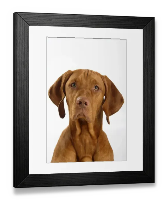 Framed Print : Magyar Vizsla / Hungarian Pointer, head portrait of smooth coated, tan coloured male Framed Print : Magyar Vizsla / Hungarian Pointer, head portrait of smooth coated, tan coloured male