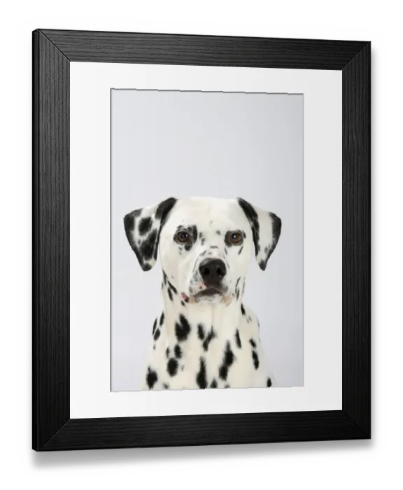 Framed Print : Dalmatian, head portrait, male aged 4 years Framed Print : Dalmatian, head portrait, male aged 4 years
