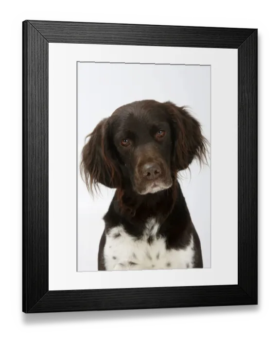 Framed Print : Small Munsterlander head portrait Framed Print : Small Munsterlander head portrait