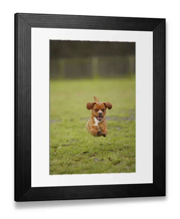 Framed Print : Mixed Breed dog running on grass, towards camera Framed Print : Mixed Breed dog running on grass, towards camera