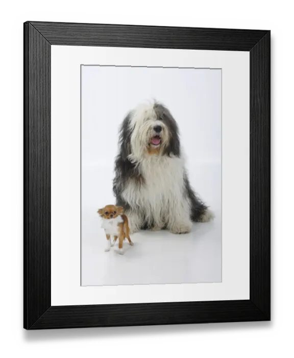 Framed Print : Bobtail / Old English Sheepdog, sitting alongside a longhaired Chihuahua, tan Framed Print : Bobtail / Old English Sheepdog, sitting alongside a longhaired Chihuahua, tan