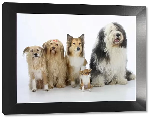 Group portrait of five dogs sitting, from left to rt: two mongrels, Rough Collie