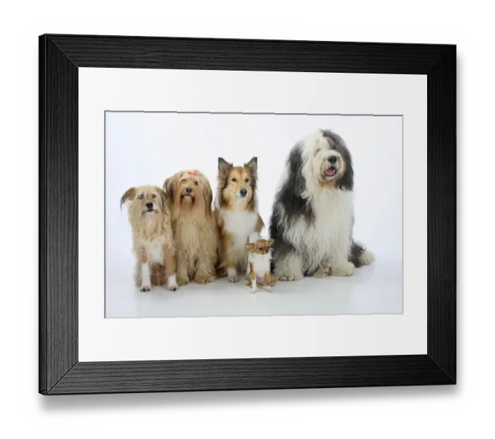 Framed Print : Group portrait of five dogs sitting, from left to rt: two mongrels, Rough Collie Framed Print : Group portrait of five dogs sitting, from left to rt: two mongrels, Rough Collie
