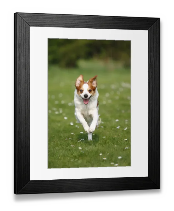 Framed Print : Kromfohrlander running / racing in field towards camera Framed Print : Kromfohrlander running / racing in field towards camera