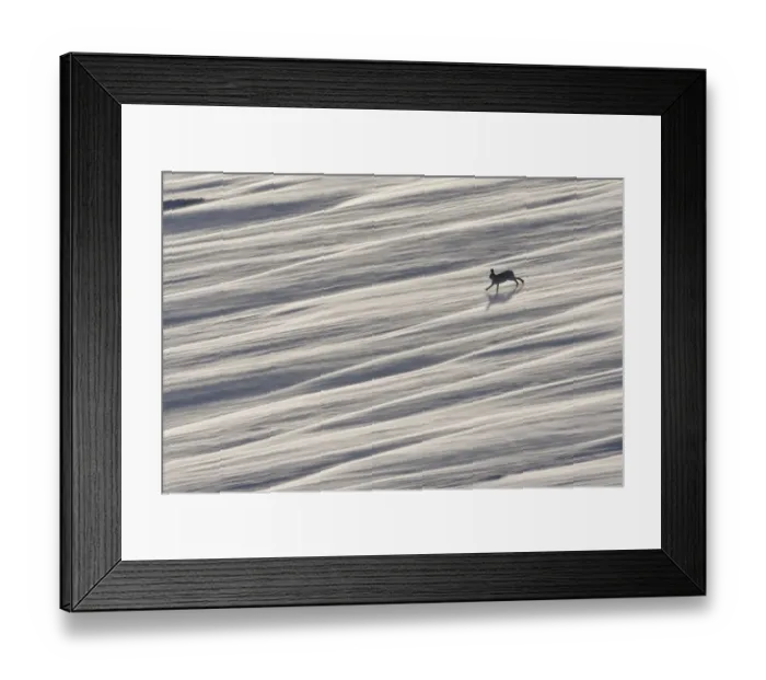 Framed Print : Mountain hare (Lepus timidus) running across wind swept snow field, near Carrbridge Framed Print : Mountain hare (Lepus timidus) running across wind swept snow field, near Carrbridge
