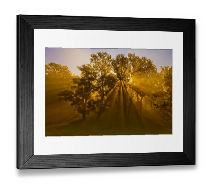 Framed Print : Sun beams passing through misty trees, Montezuma National Wildlife Refuge, New York, USA Framed Print : Sun beams passing through misty trees, Montezuma National Wildlife Refuge, New York, USA