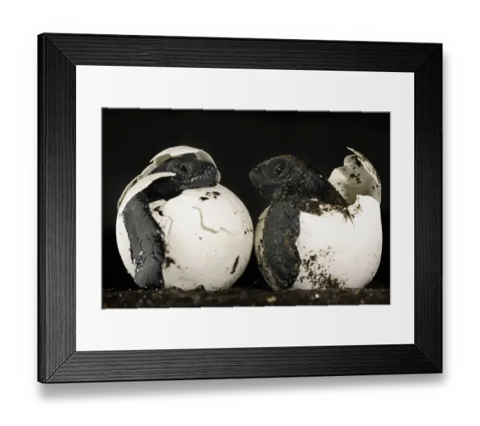 Framed Print : These hatchlings of an Olive ridley sea turtle (Lepidochelys olivacea) should be buried Framed Print : These hatchlings of an Olive ridley sea turtle (Lepidochelys olivacea) should be buried