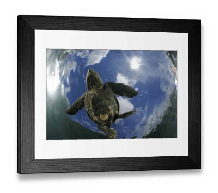 Framed Print : As soon as it entered the water the young Olive ridley sea turtle (Lepidochelys olivacea) Framed Print : As soon as it entered the water the young Olive ridley sea turtle (Lepidochelys olivacea)