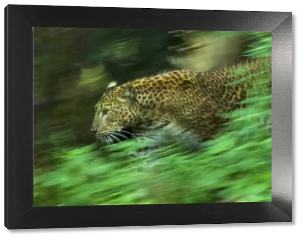 Sri Lankan Leopard (Panthera pardus kotiya) soft focus running, captive