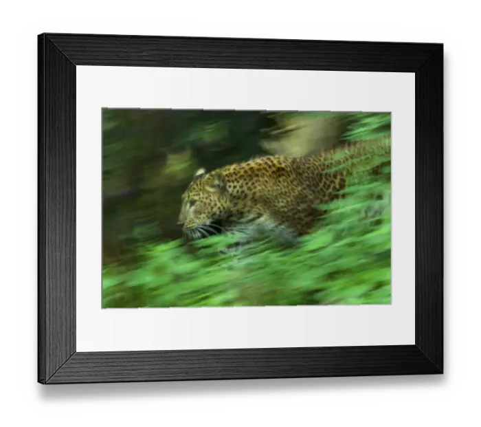 Framed Print : Sri Lankan Leopard (Panthera pardus kotiya) soft focus running, captive Framed Print : Sri Lankan Leopard (Panthera pardus kotiya) soft focus running, captive