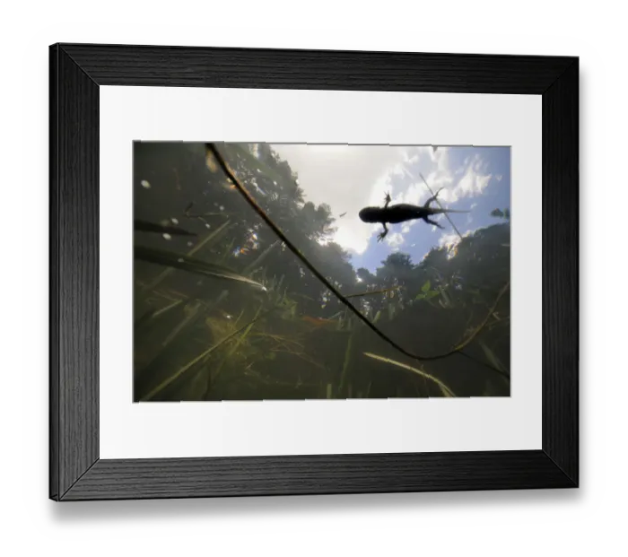 Framed Print : Crested Newt (Triturus cristatus carnifex) underwater view of female swimming on surface Framed Print : Crested Newt (Triturus cristatus carnifex) underwater view of female swimming on surface