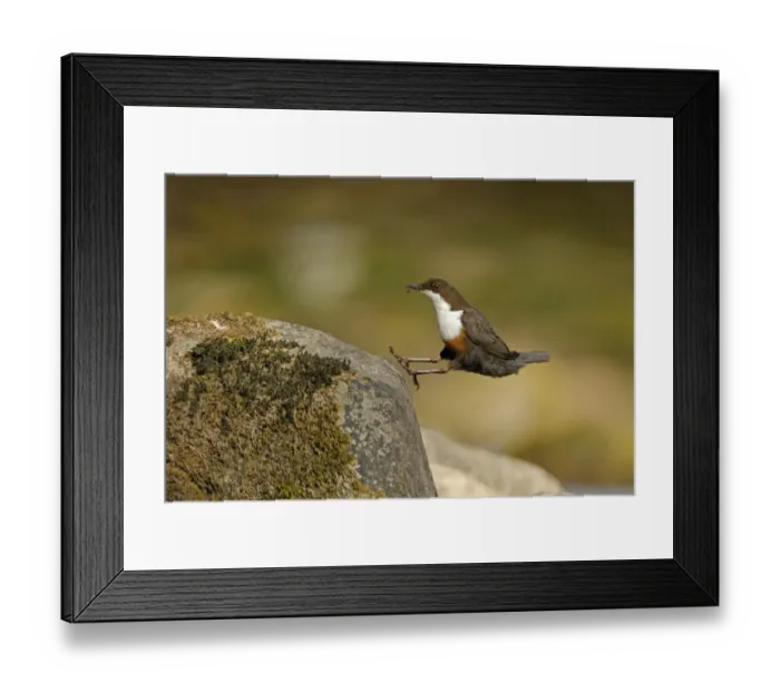Framed Print : Dipper (Cinclus cinclus) landing on exposed stone, with insect prey for chicks in beak Framed Print : Dipper (Cinclus cinclus) landing on exposed stone, with insect prey for chicks in beak