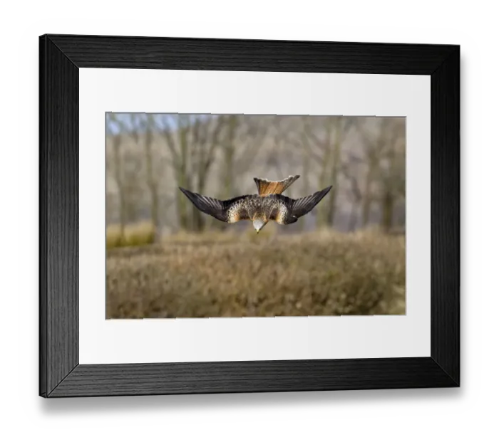 Framed Print : Red Kite (Milvus milvus) diving towards prey whilst in flight, Wales, UK, March Framed Print : Red Kite (Milvus milvus) diving towards prey whilst in flight, Wales, UK, March