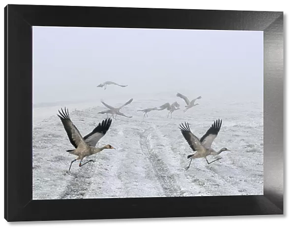 Common  /  Eurasian cranes (Grus grus) small flock of juveniles taking flight over the frozen
