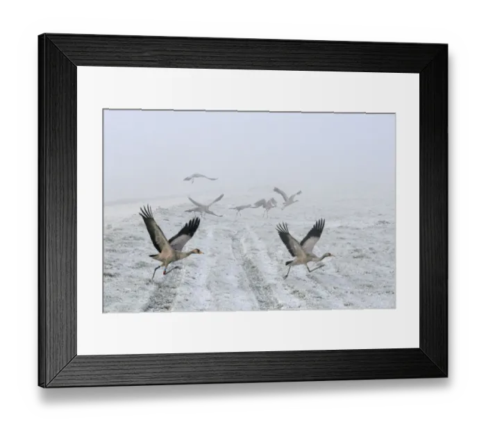 Framed Print : Common / Eurasian cranes (Grus grus) small flock of juveniles taking flight over the frozen Framed Print : Common / Eurasian cranes (Grus grus) small flock of juveniles taking flight over the frozen