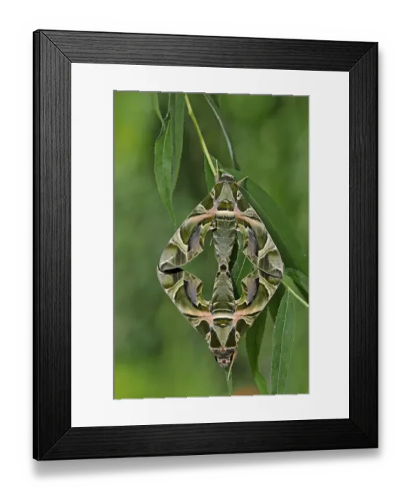 Framed Print : Two Oleander Hawkmoths (Daphnis nerii) at rest on leaves