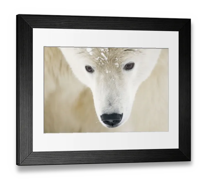 Framed Print : Polar bear (Ursus maritimus) head close-up portrait of an adult male, with snowflakes on fur Framed Print : Polar bear (Ursus maritimus) head close-up portrait of an adult male, with snowflakes on fur