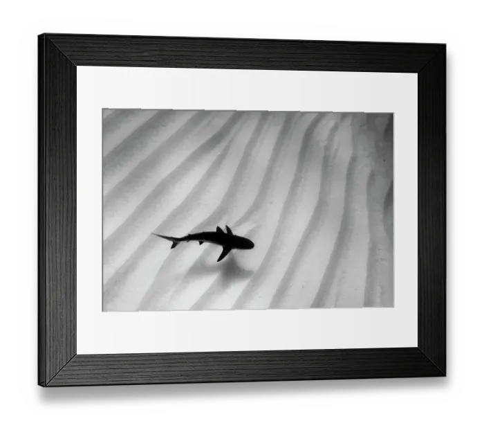 Framed Print : A lone Caribbean reef shark (Carcharhinus perezi) cruises over sand ripples. Walkers Cay, Northern Bahama Islands, Republic of Bahamas Framed Print : A lone Caribbean reef shark (Carcharhinus perezi) cruises over sand ripples. Walkers Cay, Northern Bahama Islands, Republic of Bahamas