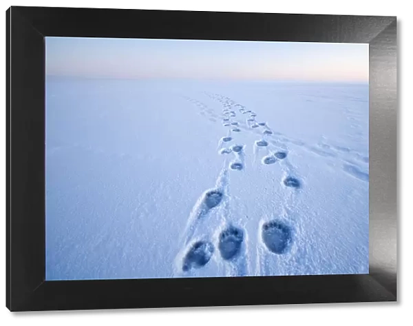 Polar bear (Ursus maritimus) footprints in the snow along a barrier island during autumn freeze up