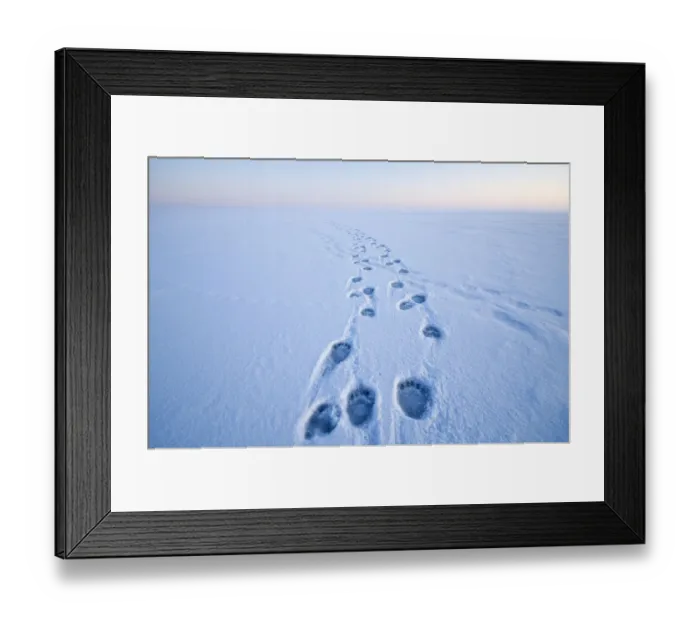 Framed Print : Polar bear (Ursus maritimus) footprints in the snow along a barrier island during autumn freeze up Framed Print : Polar bear (Ursus maritimus) footprints in the snow along a barrier island during autumn freeze up