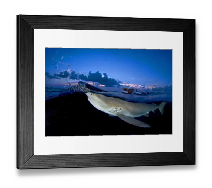 Framed Print : Split level image of Caribbean reef shark (Carcharhinus perezi) breaking surface at dusk Framed Print : Split level image of Caribbean reef shark (Carcharhinus perezi) breaking surface at dusk