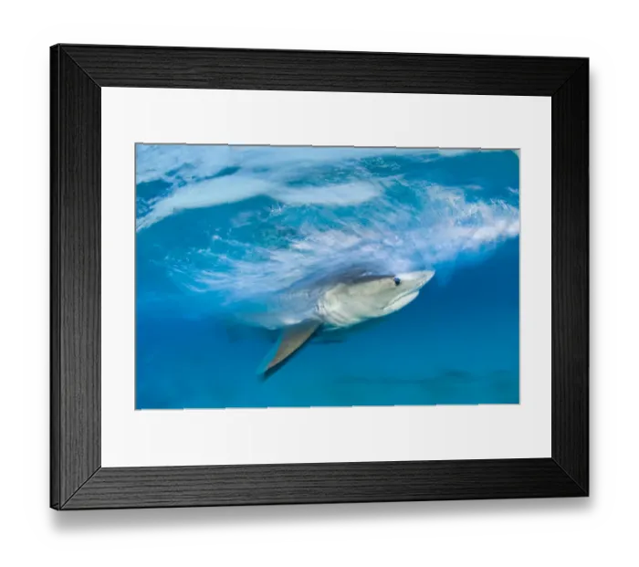 Framed Print : Long exposure image of Tiger shark (Galeocerdo cuvier) chasing bait, Bahamas Framed Print : Long exposure image of Tiger shark (Galeocerdo cuvier) chasing bait, Bahamas