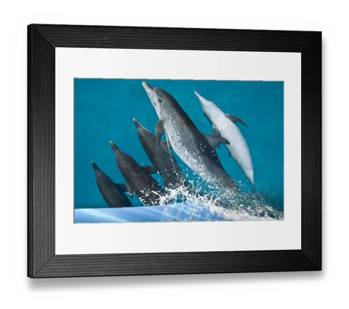 Framed Print : A pod of Atlantic spotted dolphins (Stenella frontalis) riding on the bow wave of a boat Framed Print : A pod of Atlantic spotted dolphins (Stenella frontalis) riding on the bow wave of a boat