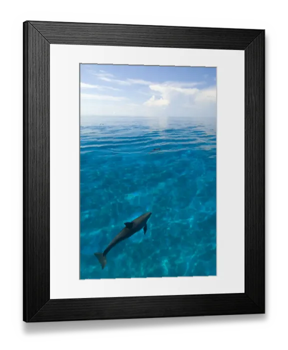 Framed Print : Bottlenose dolphins (Tursiops truncatus) in shallow water over a sand bank. Sandy Ridge Framed Print : Bottlenose dolphins (Tursiops truncatus) in shallow water over a sand bank. Sandy Ridge
