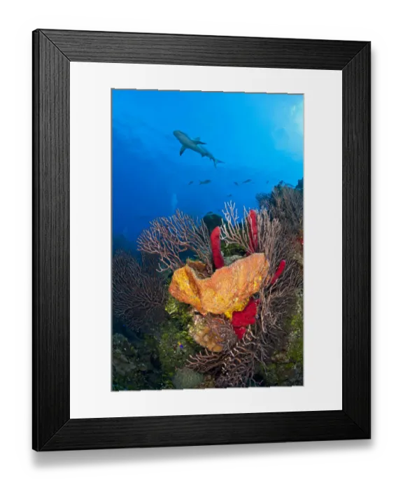 Framed Print : Caribbean reef shark (Carcharhinus perezi) swims over a coral reef. Grand Bahama Island, Bahamas Framed Print : Caribbean reef shark (Carcharhinus perezi) swims over a coral reef. Grand Bahama Island, Bahamas