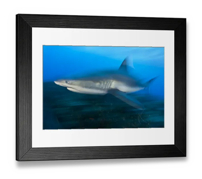 Framed Print : Caribbean reef shark (Carcharhinus perezi) cruises over a coral reef. Near Grand Bahama, Bahamas Framed Print : Caribbean reef shark (Carcharhinus perezi) cruises over a coral reef. Near Grand Bahama, Bahamas
