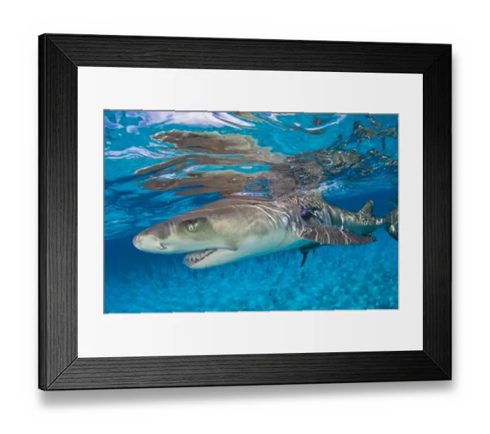 Framed Print : Lemon shark (Negaprion brevirostris) in shallow water with reflection at the surface Framed Print : Lemon shark (Negaprion brevirostris) in shallow water with reflection at the surface