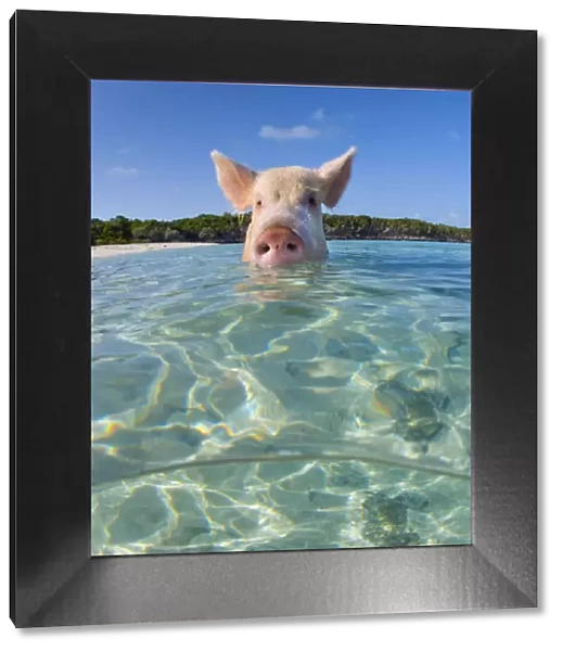 A domestic pig (Sus scrofa domestica) swimming in the sea. Exuma Cays, Bahamas