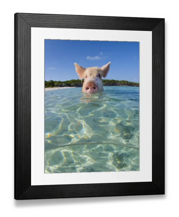 Framed Print : A domestic pig (Sus scrofa domestica) swimming in the sea. Exuma Cays, Bahamas Framed Print : A domestic pig (Sus scrofa domestica) swimming in the sea. Exuma Cays, Bahamas