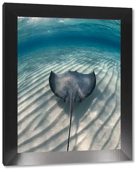 Southern stingray (Hypanus americanus) swimming over sand ripples on sandbar, Stingray City